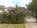 Hyacinth Bean / Lablab purpureus